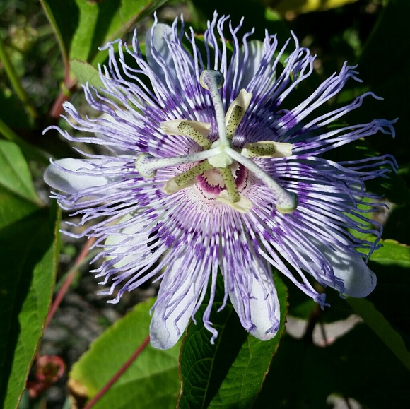 Meet your Posher, Melvin - Picture 1 of 1